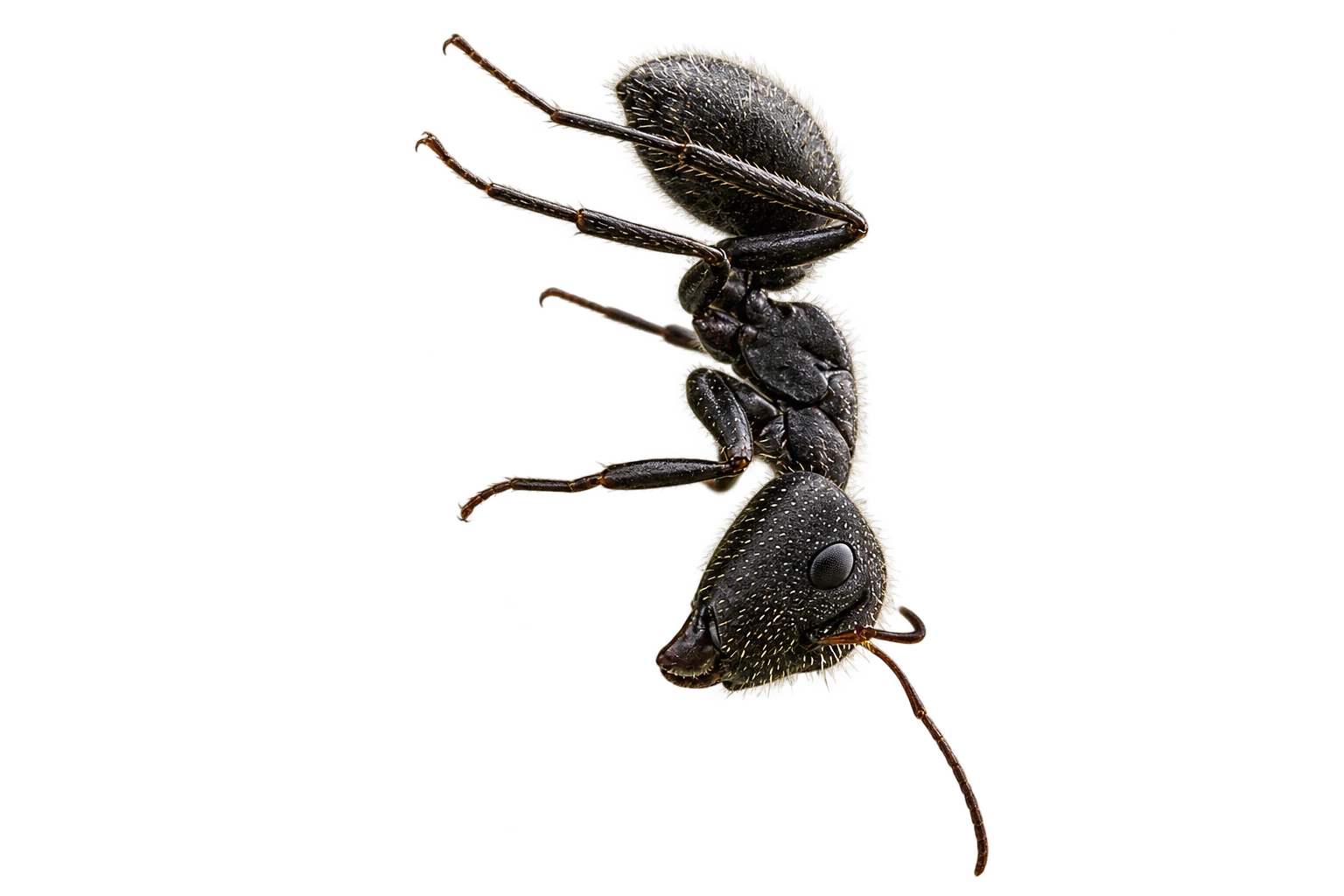 Black garden ant