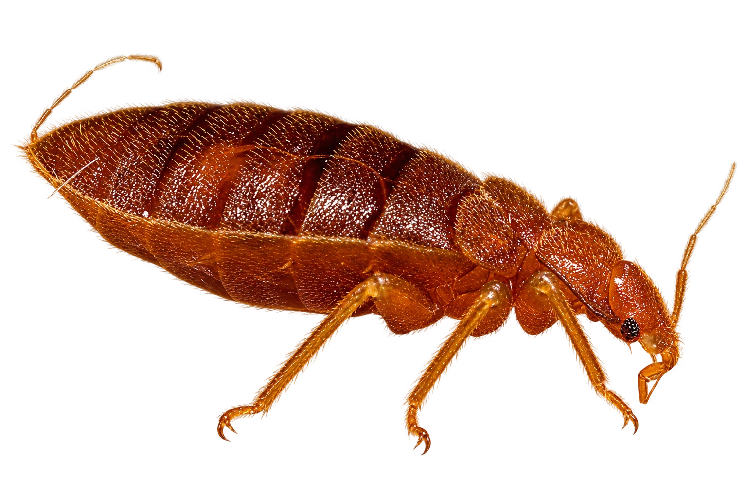 Adult bed bug, Cimex lectularius