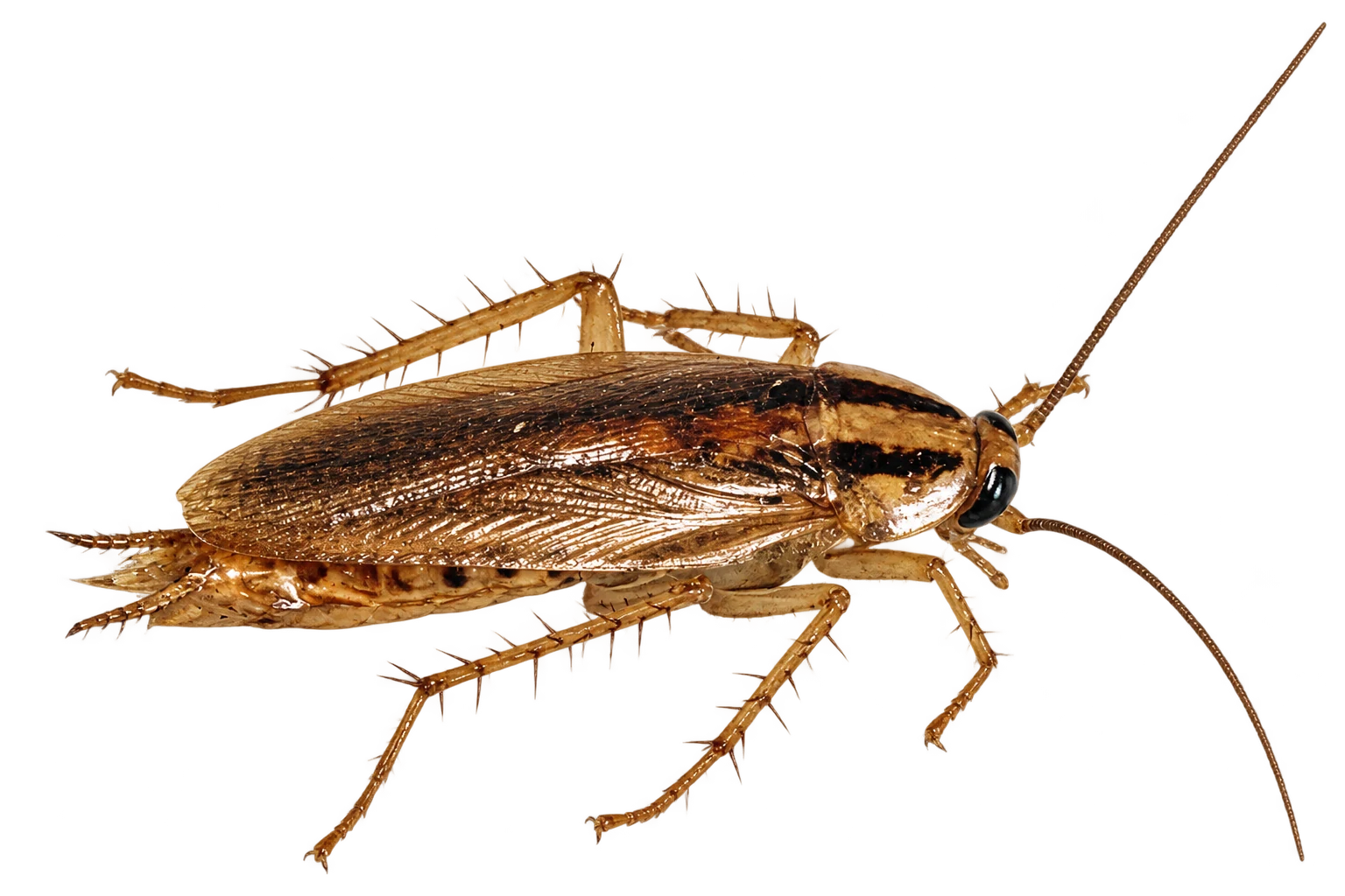 German cockroach