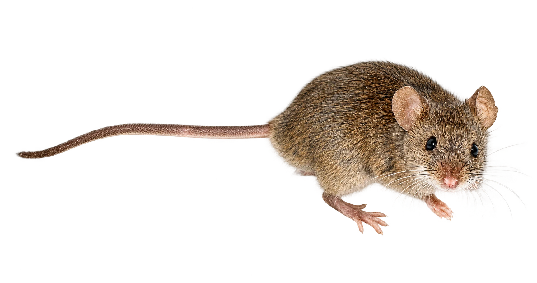 House mouse