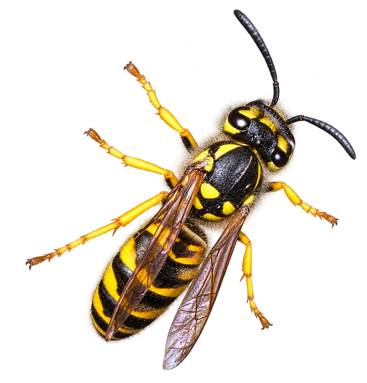 Common wasp